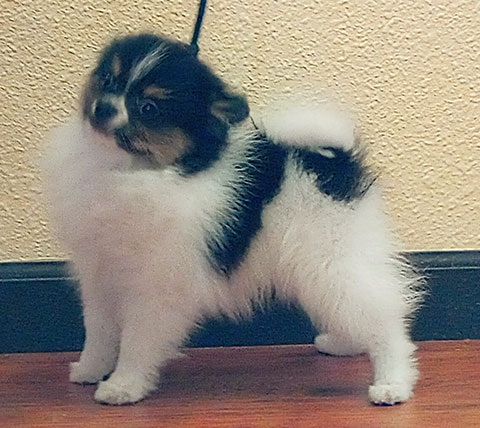 BEAUTIFUL CKC REG. POMERANIAN GIRL