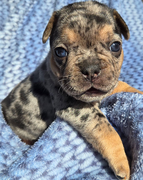 FRENCHTON PUPPIES 