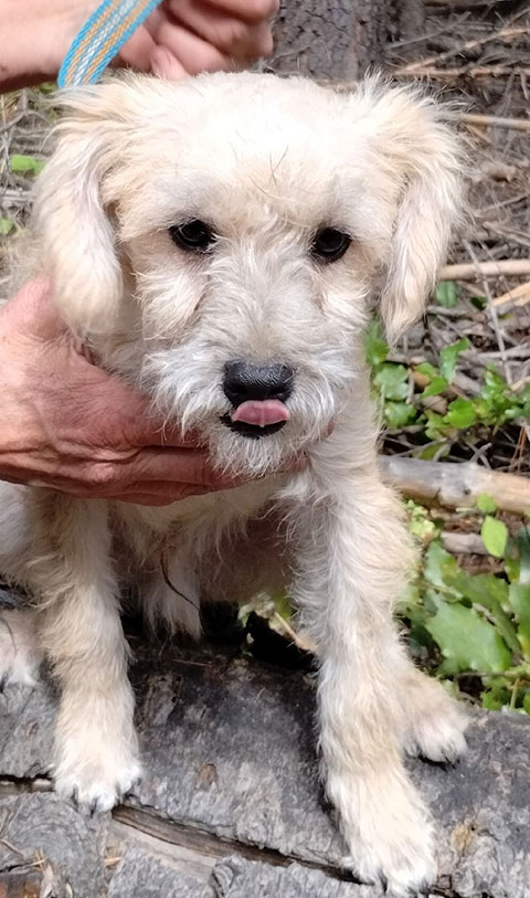 CAIRN YORKIE SCHNAUZERS PUPPIES