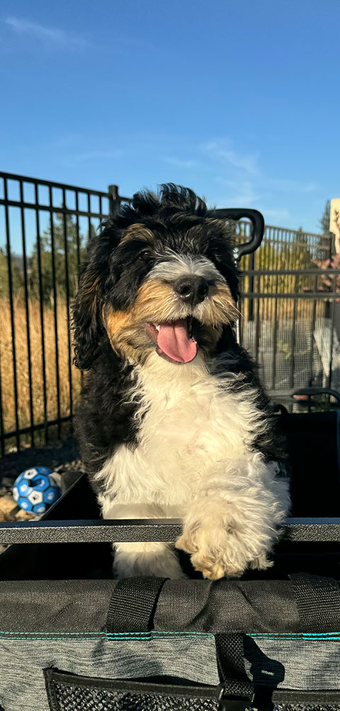 TRI-COLOR MULTIGENERATIONAL BERNEDOODLE