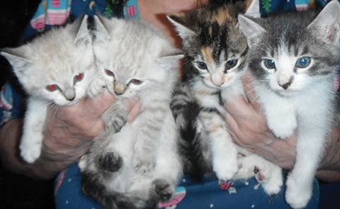 4 SWEET ADORABLE PLAYFUL KITTENS