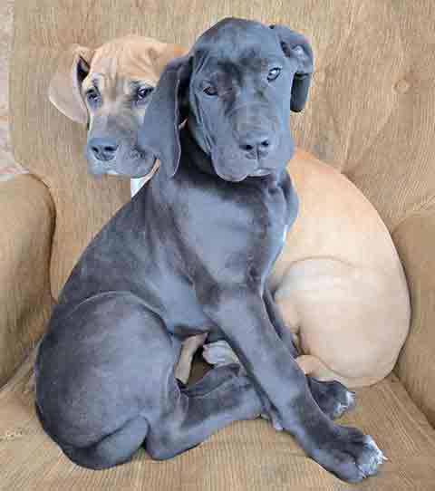 GREAT DANE PUPPIES