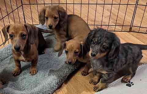 BEAUTIFUL TOY SIZE DACHSHUND PUPPIES