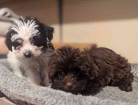 TOY YORKIE POO PUPPIES