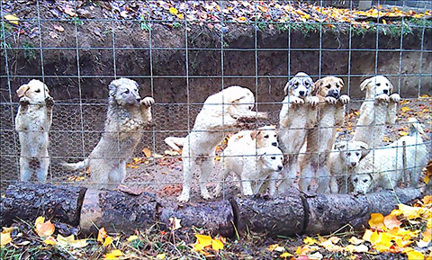 GREAT PYRENEES WITH SOME ENGLISH LAB