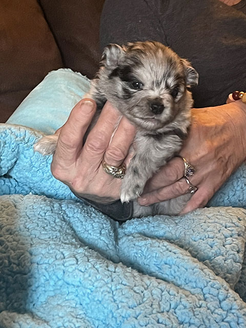 POMERANIAN PUPPIES