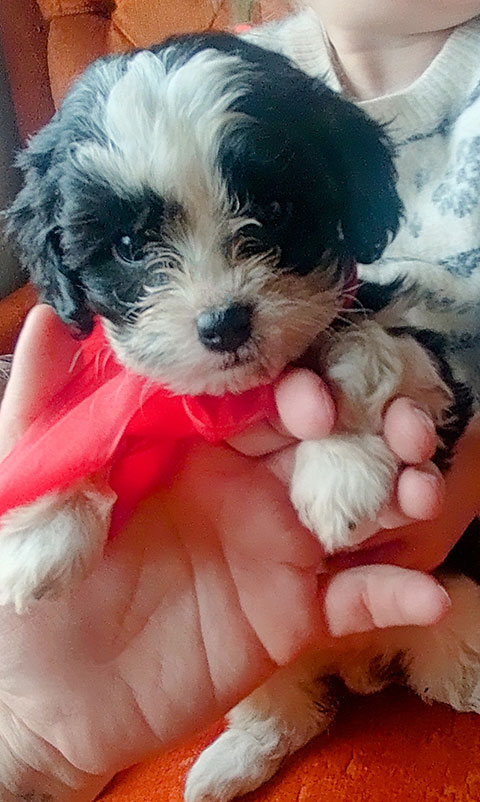 HYPOALLERGENIC CAVAPOO HYPOALLERGENIC CAVAPOO