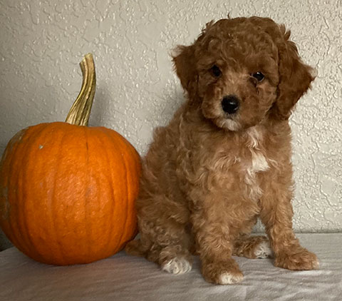 AKC RED & WHITE TOY POODLES