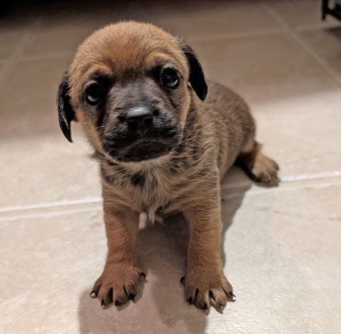 MALE CHIWEENIE PUPPY