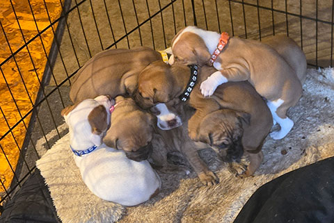 SUPER CUTE BOXER/ PIT MIX PUPPIES