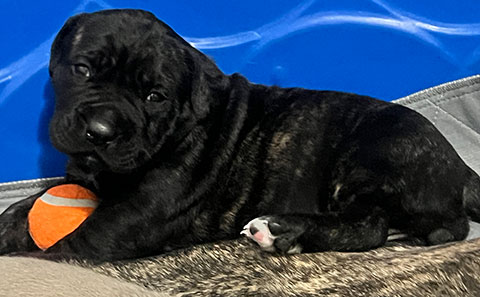 PUREBRED ENGLISH MASTIFF PUPPIES