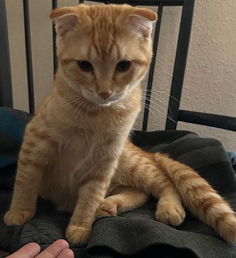 SCOTTISH FOLD MALE SHORT HAIR