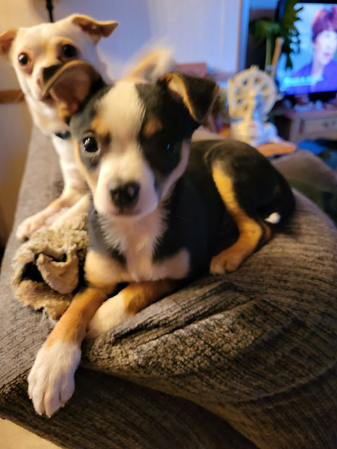 CHRISTMAS CHIHUAHUA PUPPY