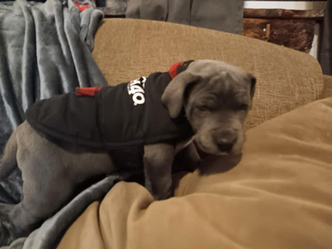 GREAT DANE PUPPIES