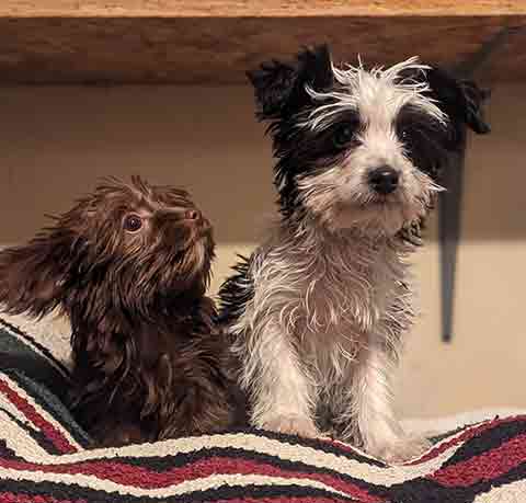 BEAUTIFUL TOY & TEACUP MALE YORKIE POOS 