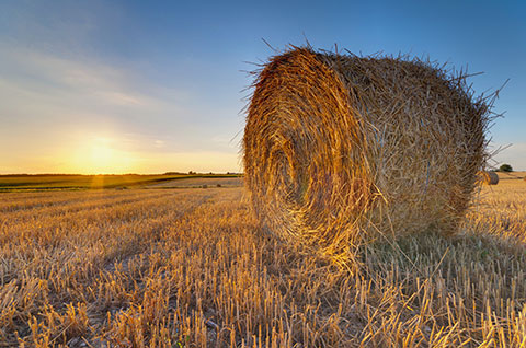 SMALL BALE STRAW SMALL BALE STRAW