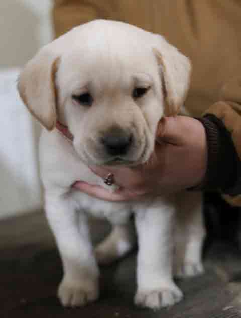 AKC LAB PUPPIES!