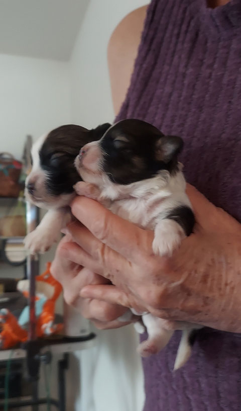 HAVANESE MINI PUPPIES 