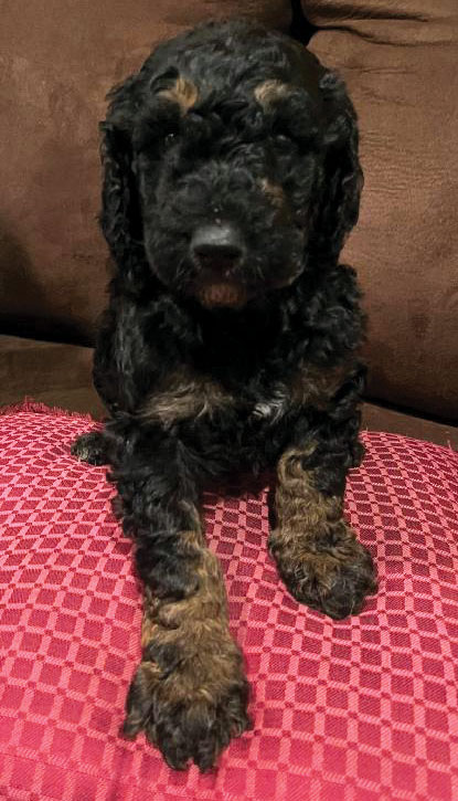 PUREBRED STANDARD POODLE PUPPIES! 