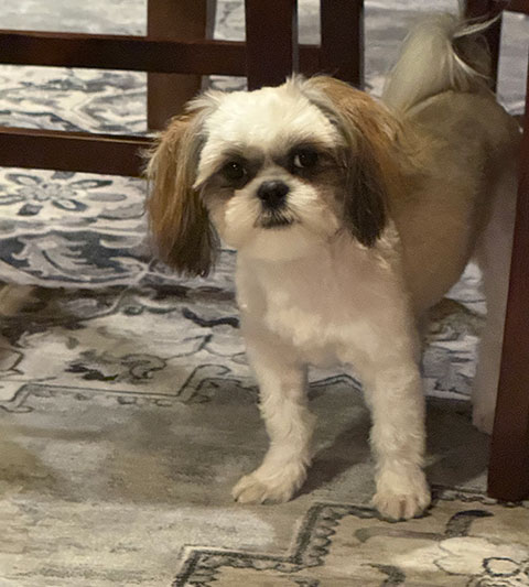 SHIH TZU MALE 