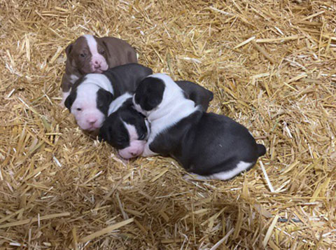 OLDE BOSTON BULLDOG PUPPIES