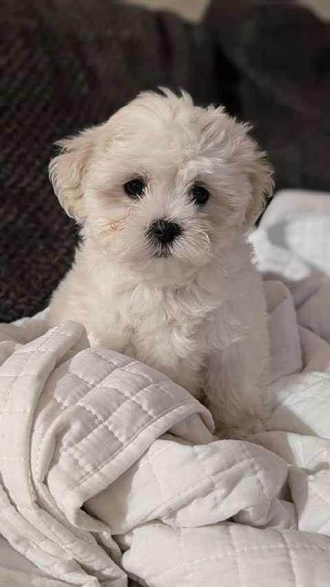 PUREBRED SHICHON PUPPY 