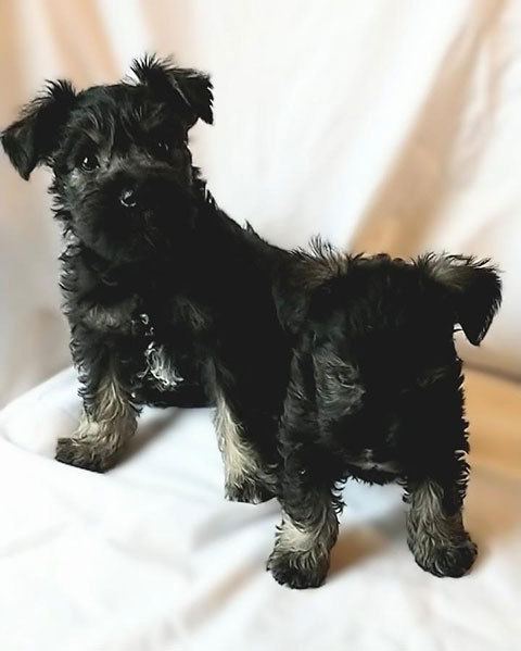 PUREBRED SCHNAUZER PUPPIES