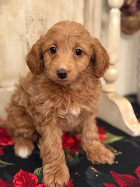 TOY GOLDEN DOODLE PUPPIES AVAILABLE!