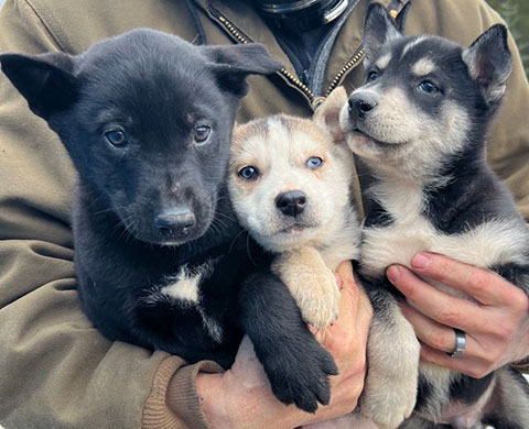 HUSKY PUPPIES