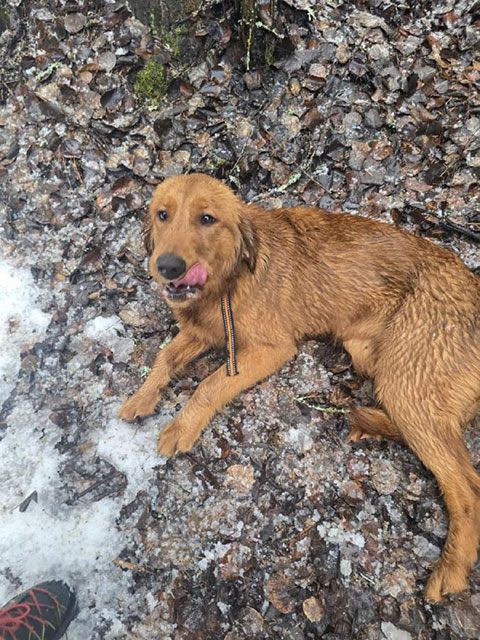 2 YEAR OLD FEMALE GOLDEN RETRIEVER