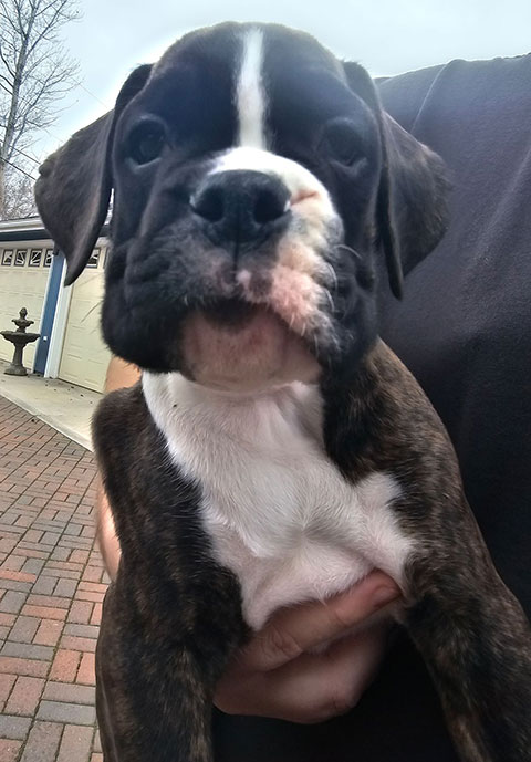 REG. EUROPEAN BOXER PUPPIES