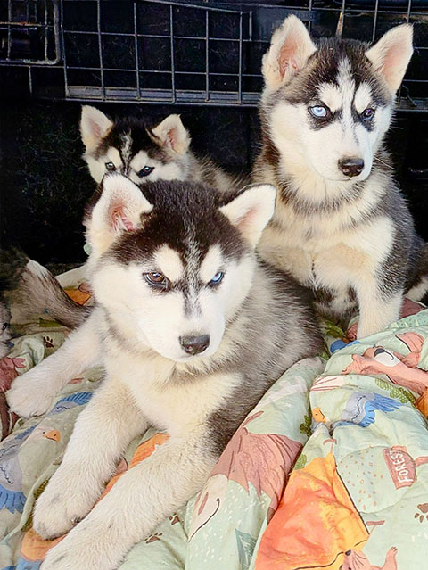 CHAMPION PAPERED BLOODLINE SIBERIAN HUSKIES