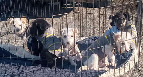 MALTESE MIX PUPPIES