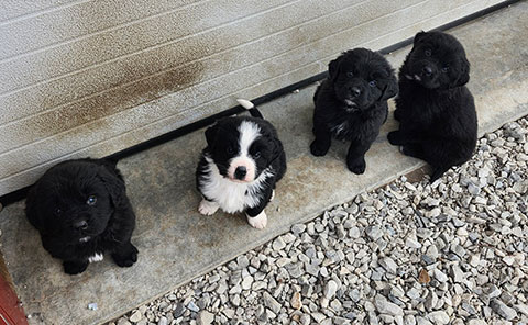 NEWFOUNDLAND/ BERNESE PUPPIES