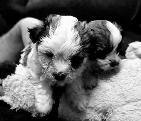 MINI POODLE MALTESE MIX