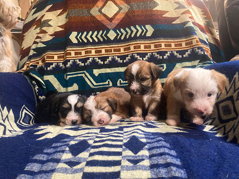 TIBETAN TERRIER PUPPIES