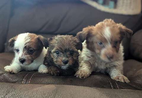 YORKIE MIX PUPPIES 