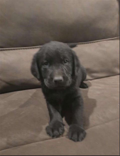 GOLDEN RETRIEVER LAB PUPPIES 