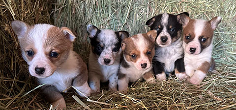 COWBOY CORGIS 