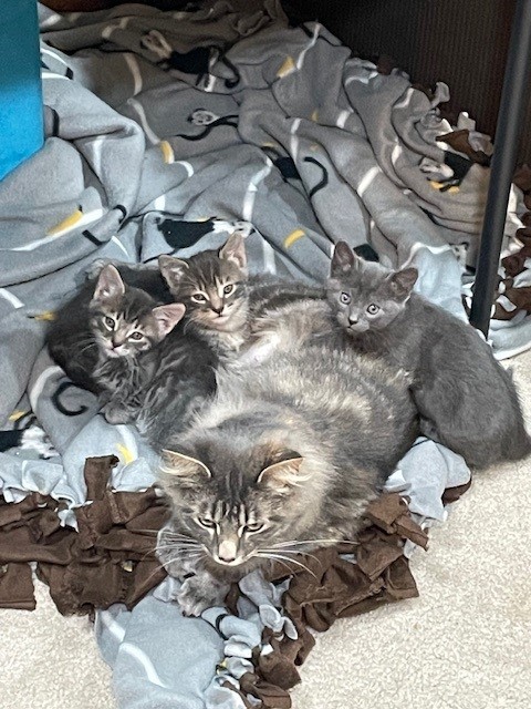 KITTENS