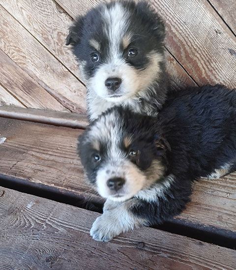 AUSTRALIAN SHEPHERD BLUE HEELERS 