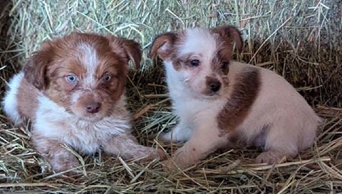 BEAUTIFUL YORKIE MIX PUPPIES