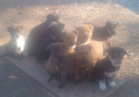 COMPANION BUDDIES ROTTWEILER/SHEPHERD/LAB MIX