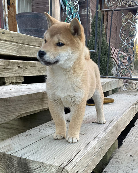 AKC REG. SHIBA INU PUPPIES