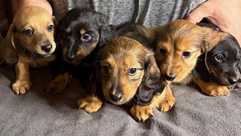 FIVE DACHSHUND PUPPIES