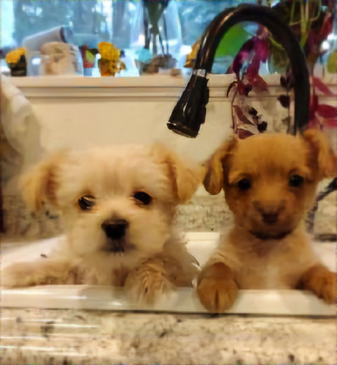 YORKIE MIX PUPPIES SUPER CUTE