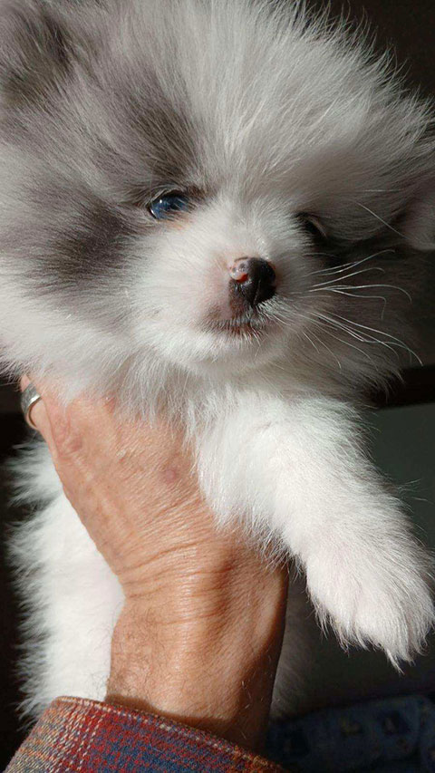 POMERANIAN PUPPIES