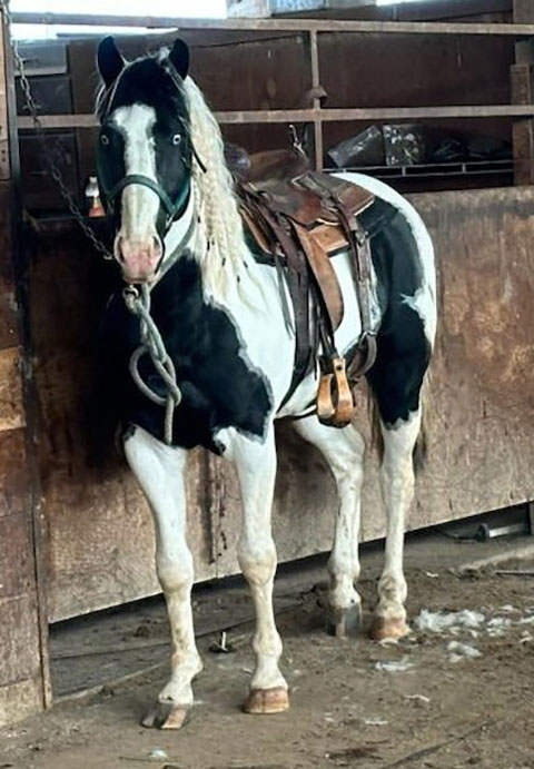 APHA BLACK TOBIANO STANDING AT STUD CS GALANT CASH STREKE