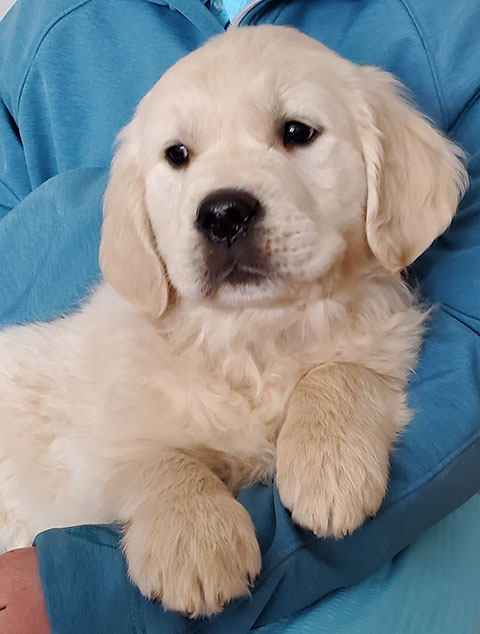 AKC ENGLISH CREAM GOLDEN RETRIEVER PUPPIES