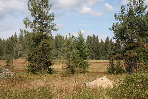 AWESOME 3.38 ACRE BUILDING SITE CLOSE TO WAITTS LAKE